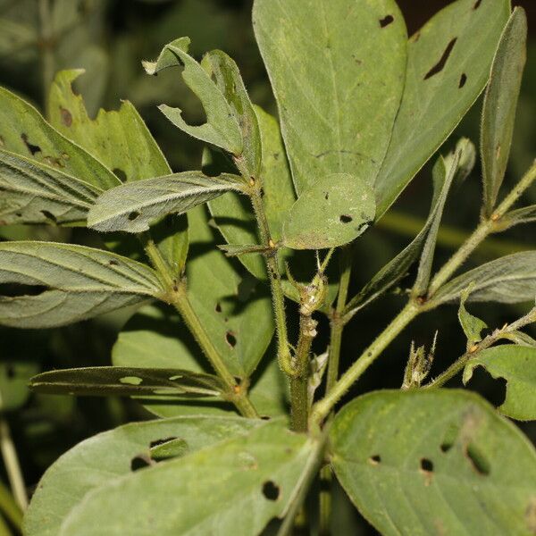 Senna obtusifolia Blad