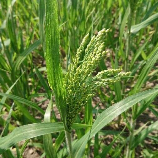 Panicum miliaceum Kora