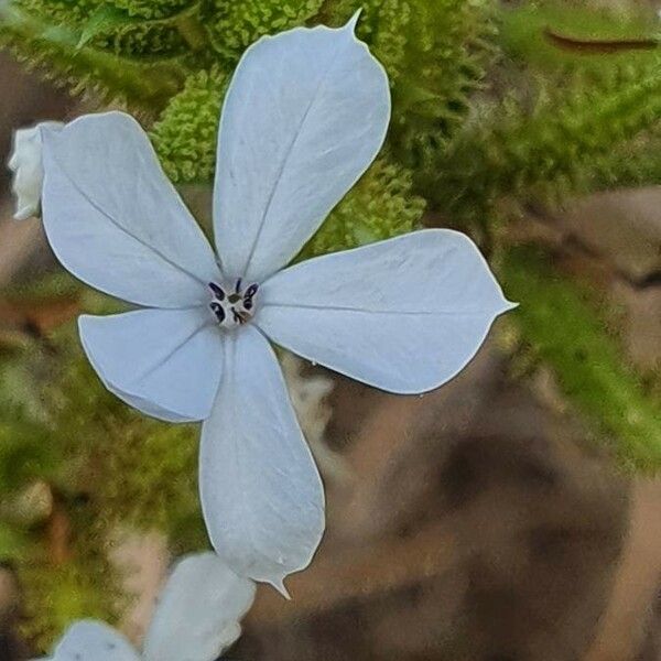 Plumbago zeylanica Flor