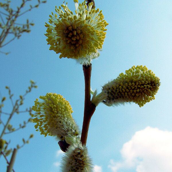 Salix caprea Blodyn