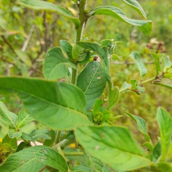 Ludwigia peruviana Ліст