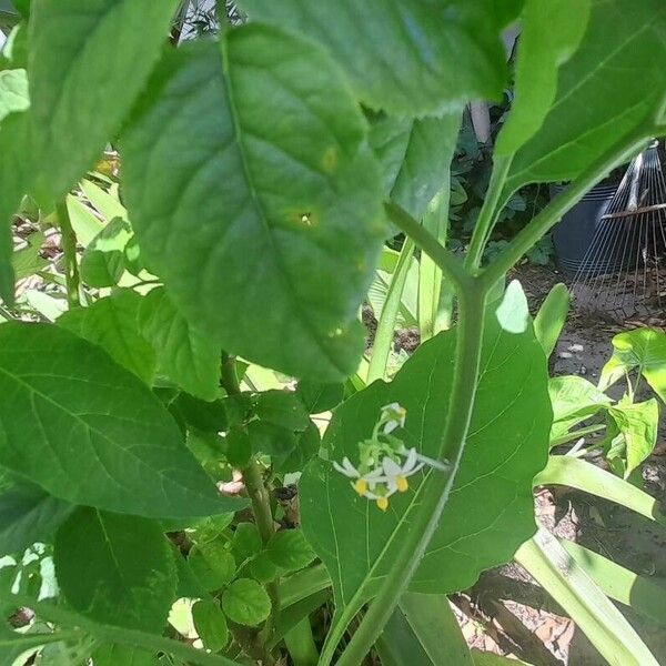 Solanum americanum Květ