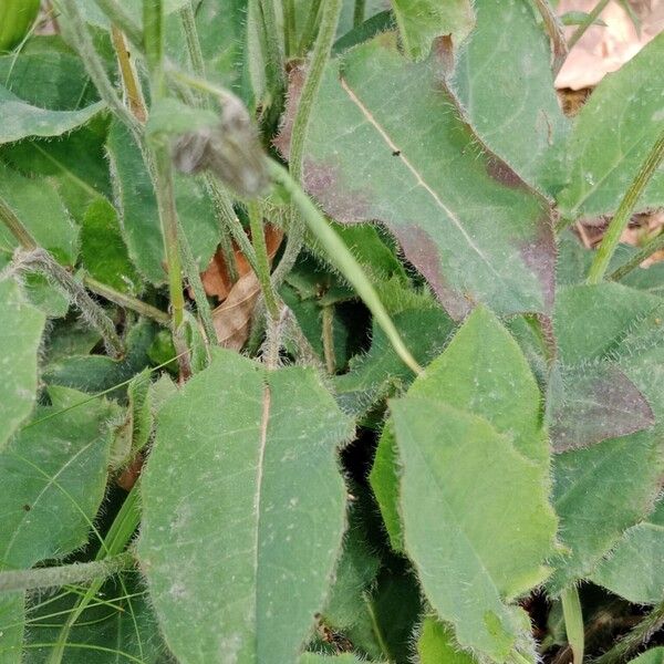 Hieracium lachenalii Leaf