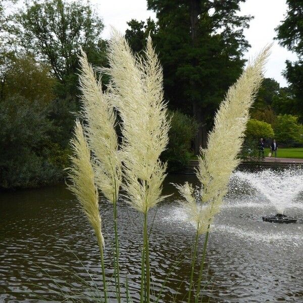 Cortaderia selloana Flower