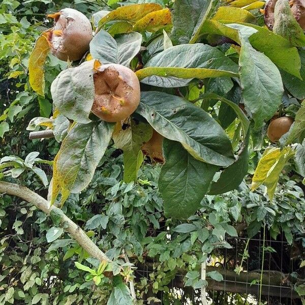 Mespilus germanica Folha