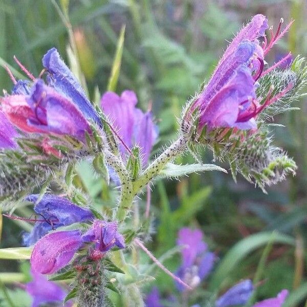 Echium vulgare Blüte