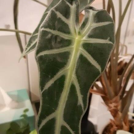 Alocasia sanderiana Leaf