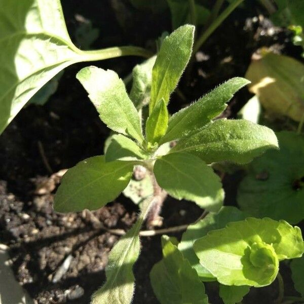 Stevia rebaudiana Leaf