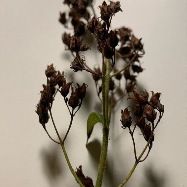 Hypericum hirsutum Fruit