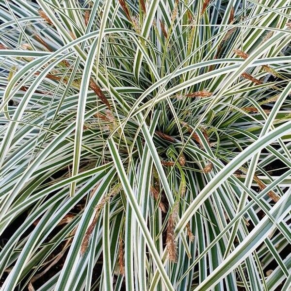 Carex ornithopoda Folio