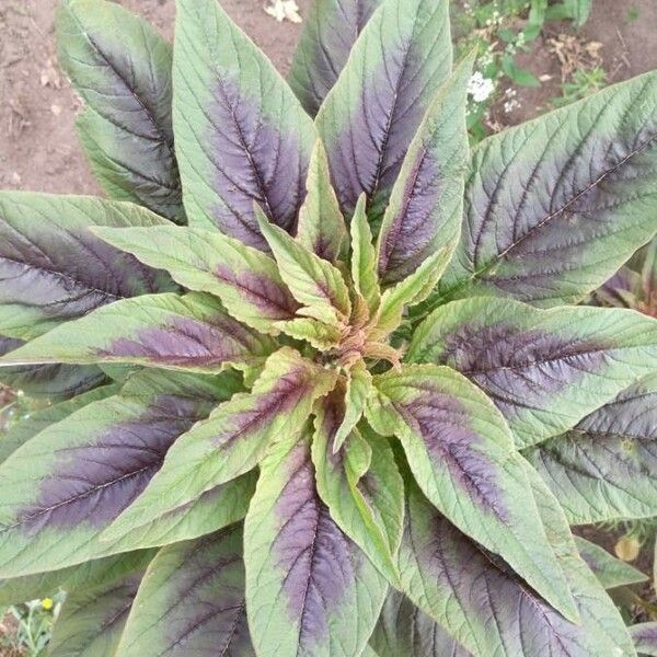 Amaranthus tricolor ᱥᱟᱠᱟᱢ