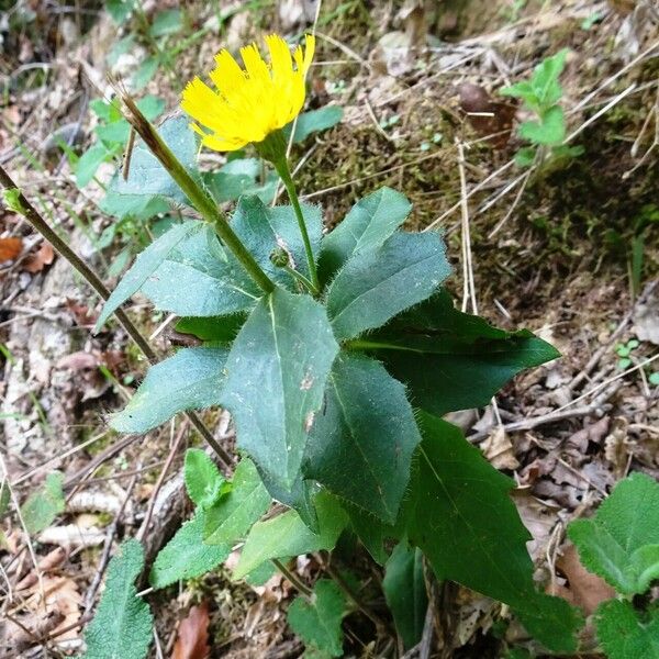 Hieracium sabaudum Natur