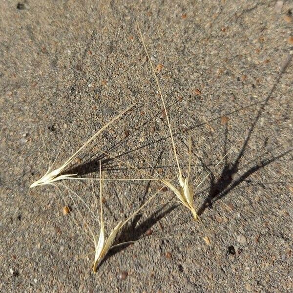 Hordeum murinum Vili