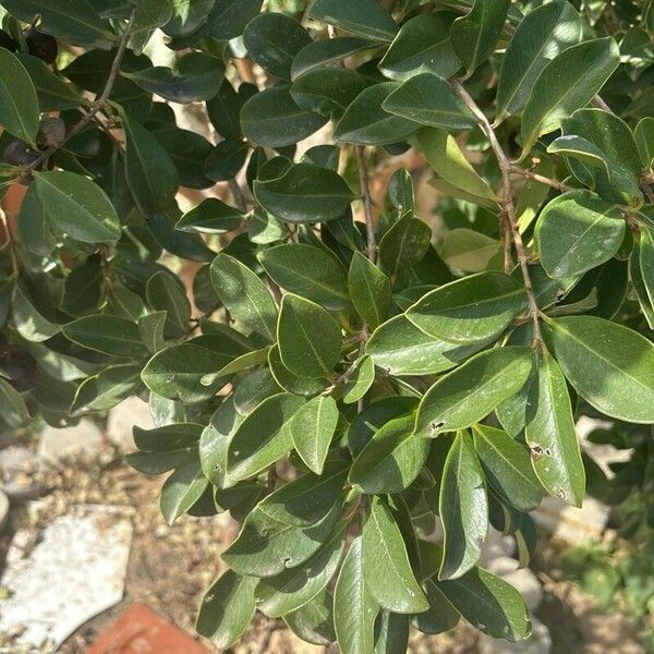 Psidium cattleyanum Leaf