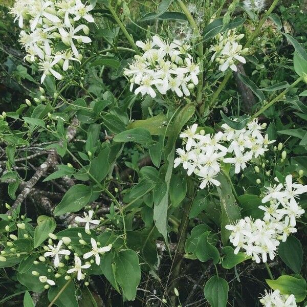 Clematis recta Blomma