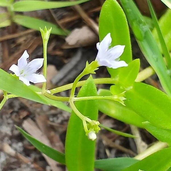 Pentodon pentandrus Flors