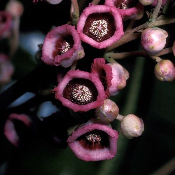 Saurauia napaulensis ফুল