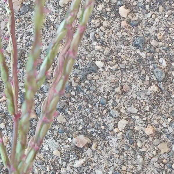 Digitaria sanguinalis Floro