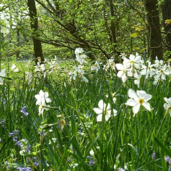 Narcissus poeticus Flower