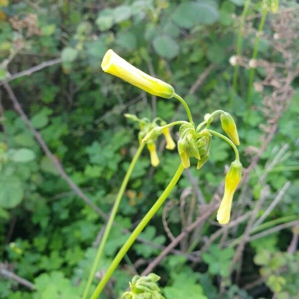 Oxalis pes-caprae Kukka