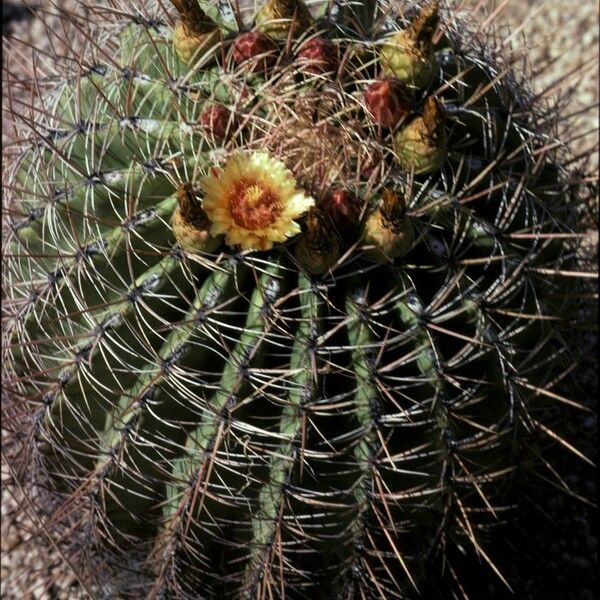 Ferocactus emoryi Кветка