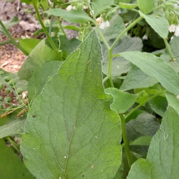 Symphytum orientale Folha