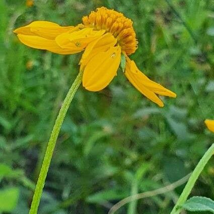 Aspilia pluriseta Flower