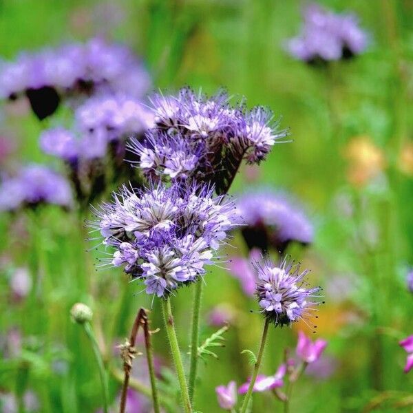 Phacelia congesta Flor