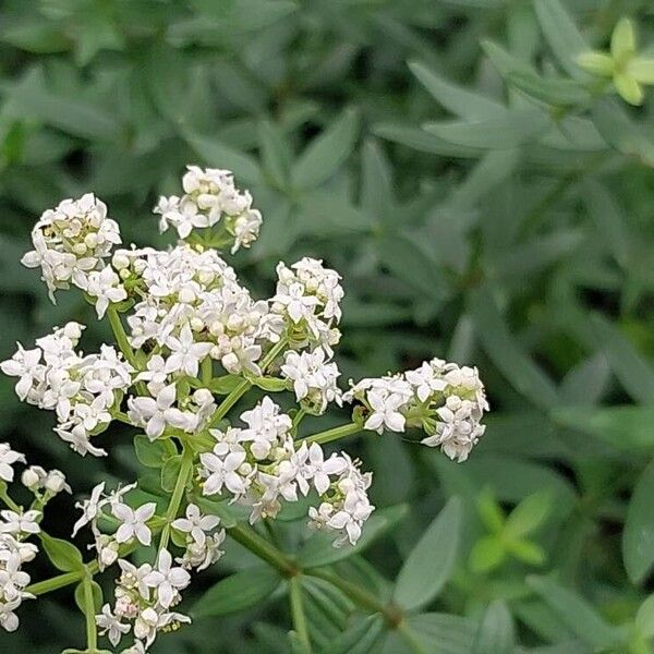 Galium boreale Fiore