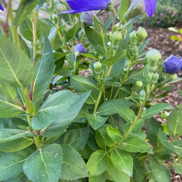 Campanula carpatica পাতা