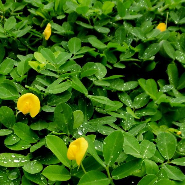 Arachis hypogaea फूल