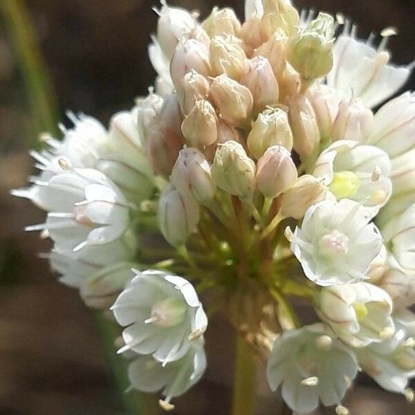 Allium pallens Kvet