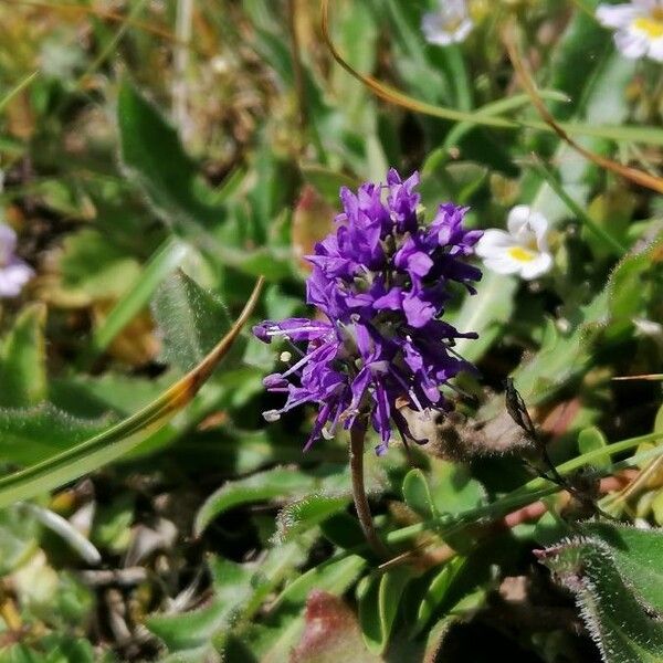 Veronica allionii 花