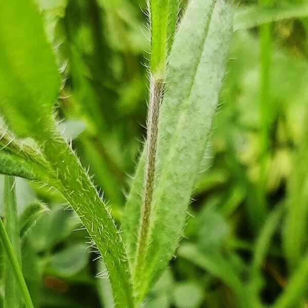 Myosotis discolor Leaf