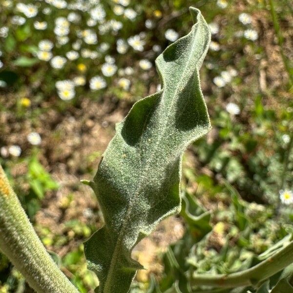 Andryala integrifolia Blad