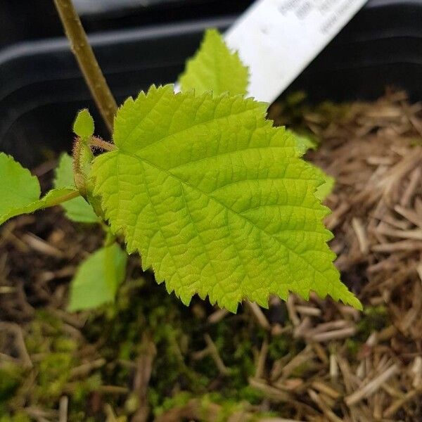 Corylus americana 葉