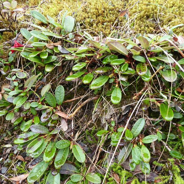 Rhododendron forrestii Habitatea