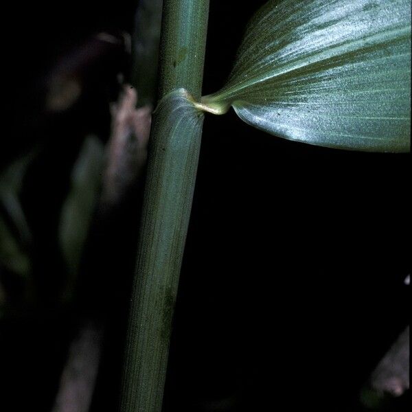 Flagellaria indica Leaf