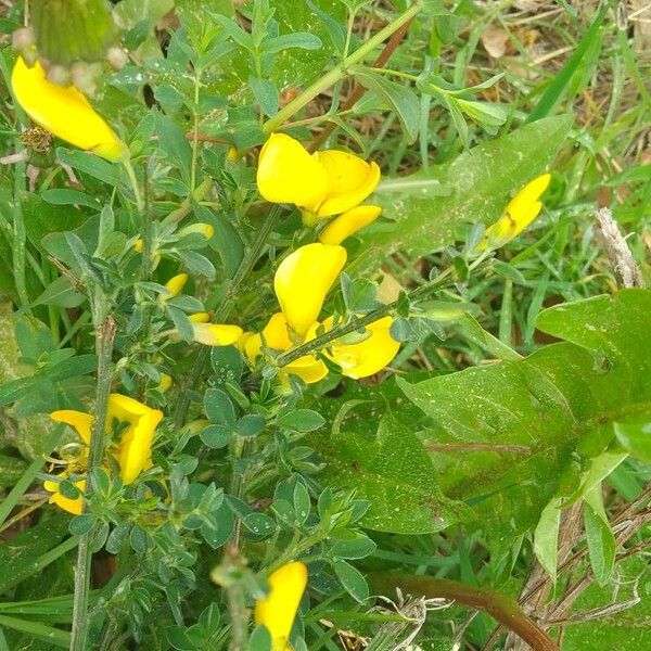 Cytisus decumbens Άλλα