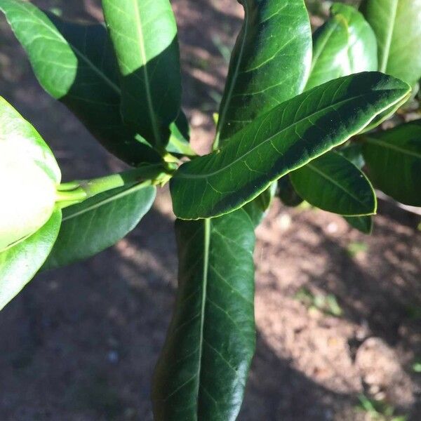 Garcinia livingstonei Leht