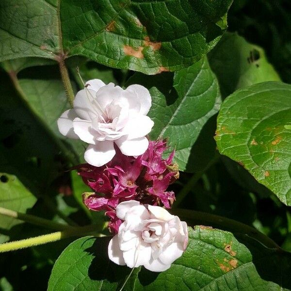 Clerodendrum chinense Flower