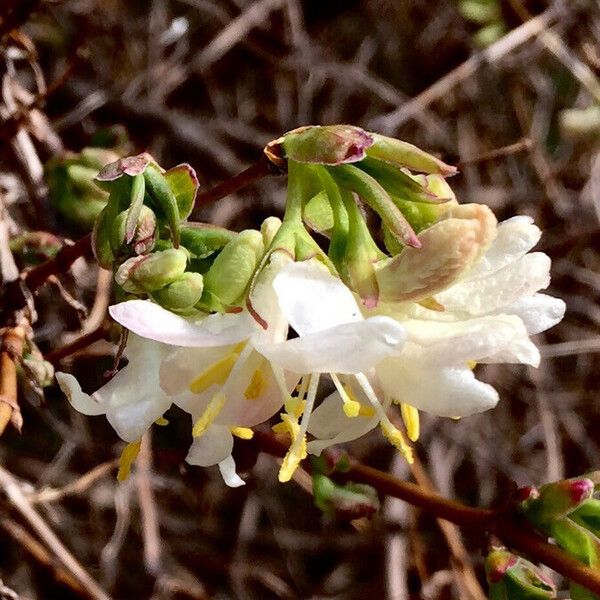 Lonicera fragrantissima Flower