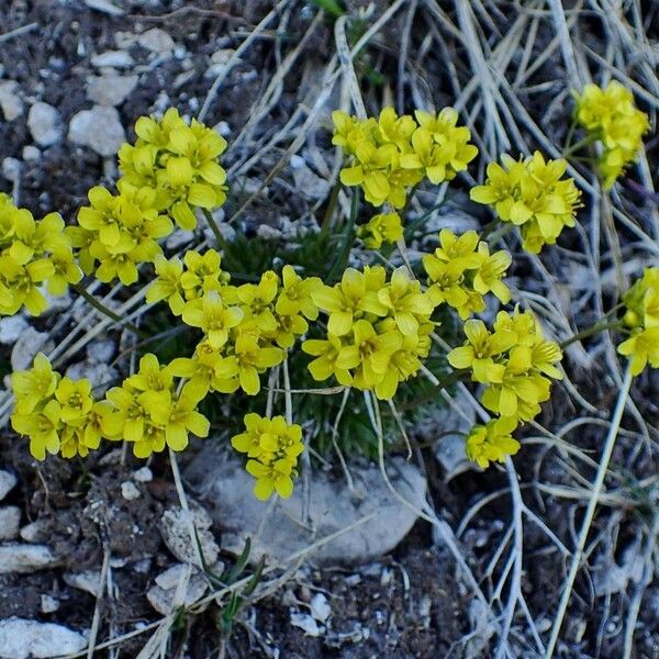 Draba aizoides Staniste