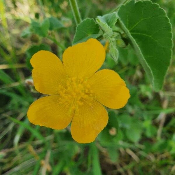 Abutilon mauritianum Blomma