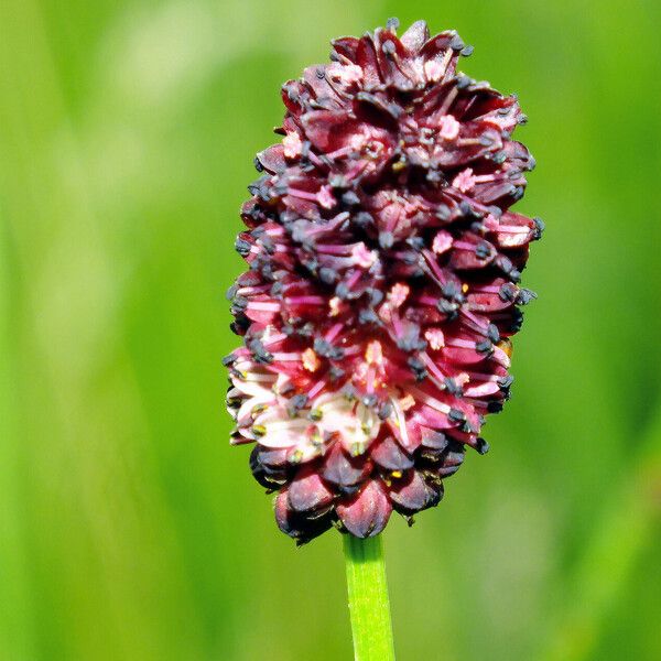 Sanguisorba officinalis Blüte