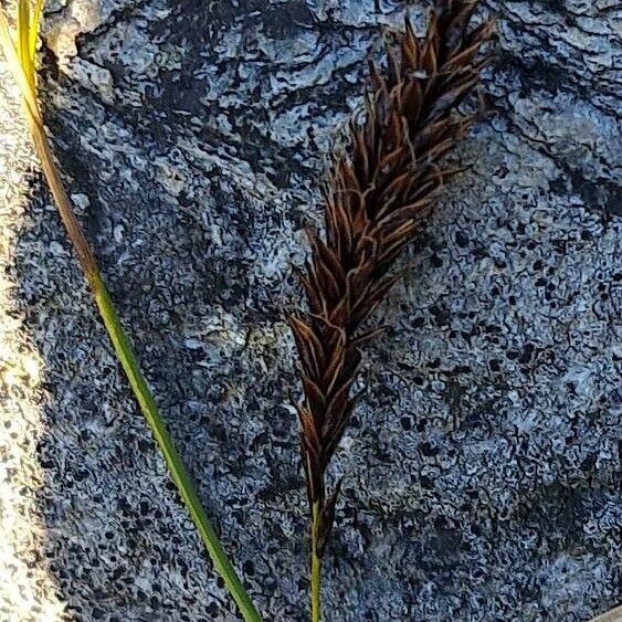 Carex frigida Květ