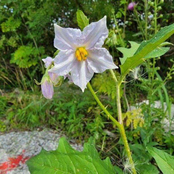 Solanum carolinense Flors