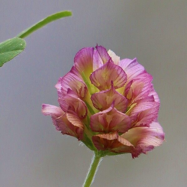 Trifolium grandiflorum Kvet