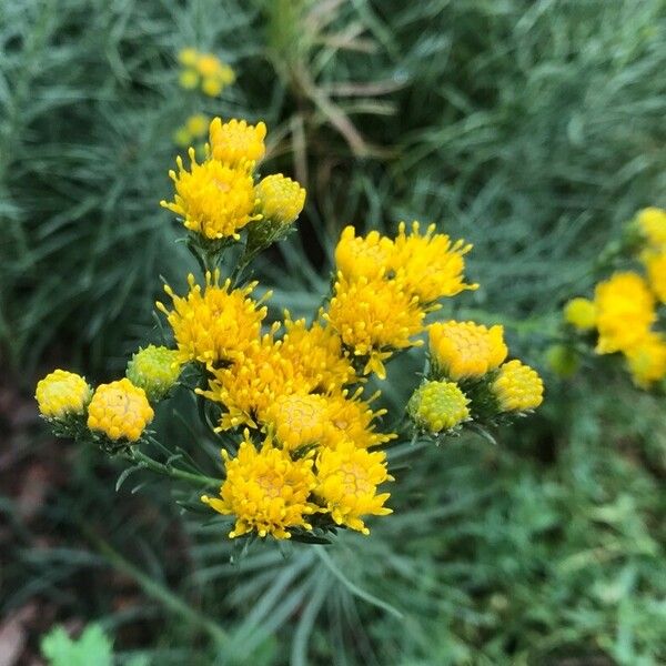 Galatella linosyris Flor