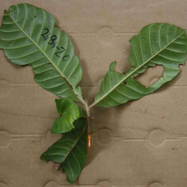 Chrysophyllum sanguinolentum Leaf